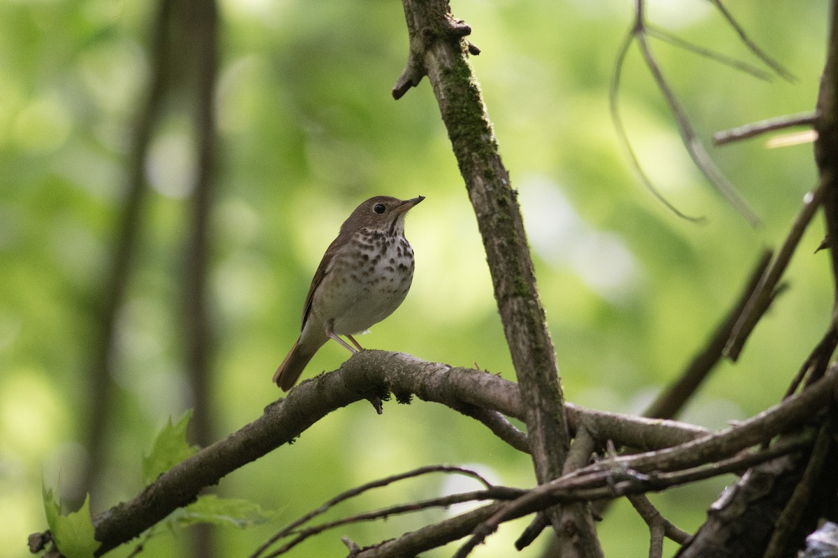 Tordo di Pallas - ML619149885