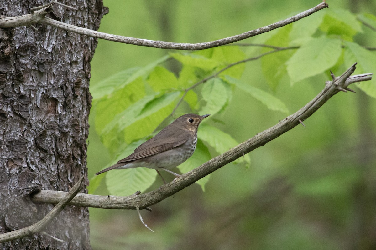 Tordo di Swainson - ML619149897