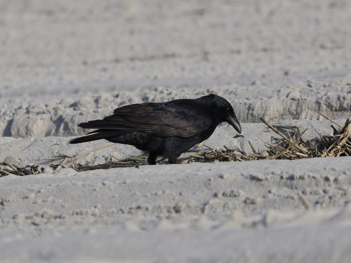 Fish Crow - Andreas Krohn