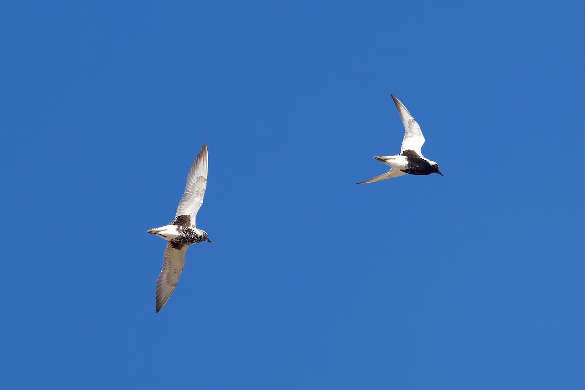 Black-bellied Plover - Bill Schneider