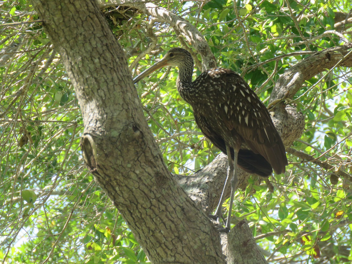 Limpkin - ML619149923