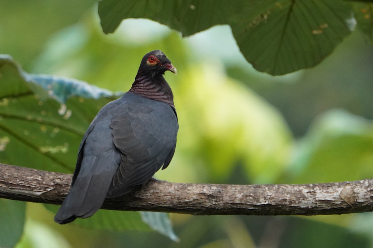 Scaly-naped Pigeon - Bobby Senter