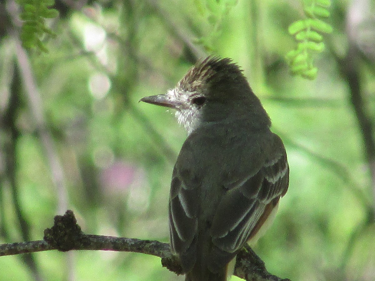 Brown-crested Flycatcher - ML619149947