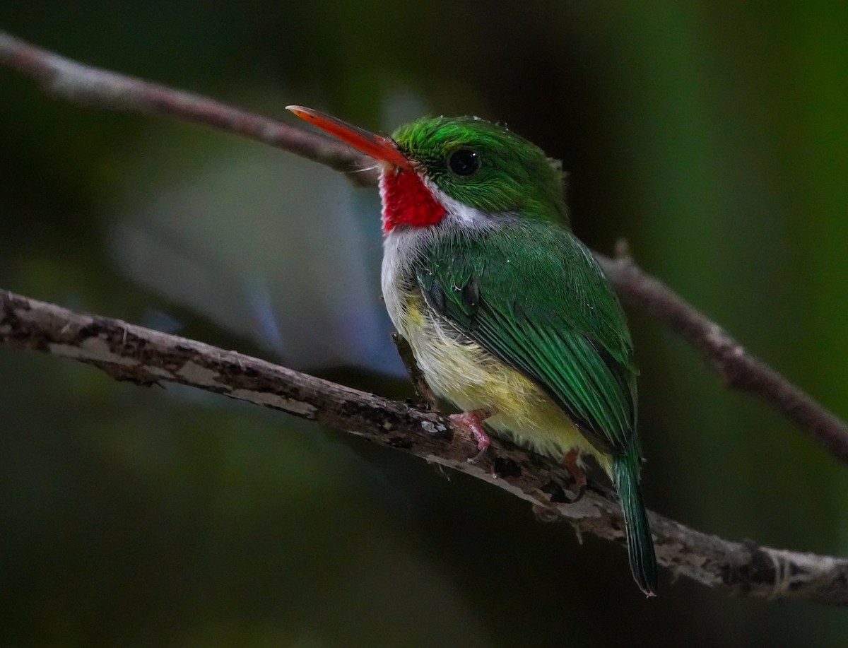 Puerto Rican Tody - Bobby Senter