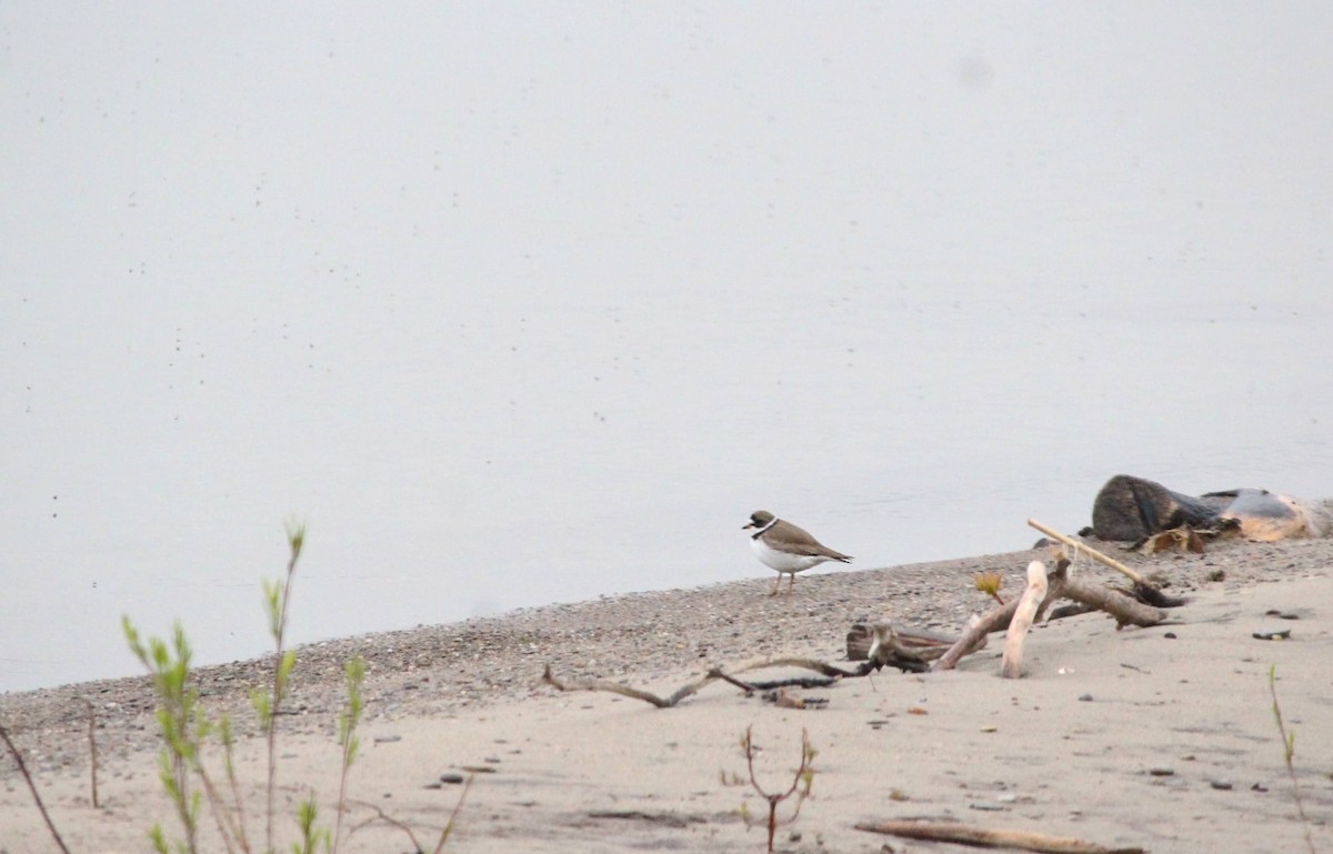Semipalmated Plover - ML619149995