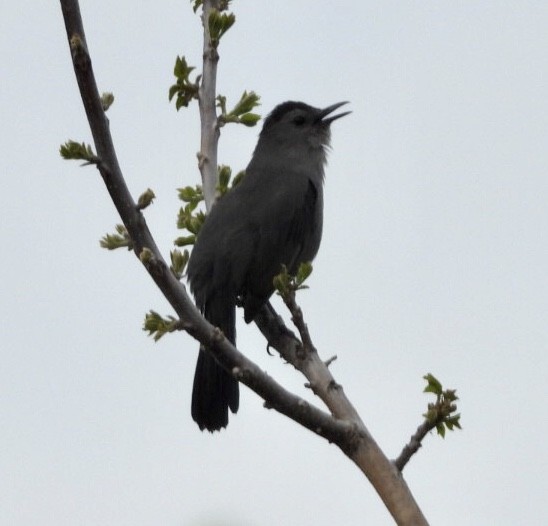 Gray Catbird - dominic chartier🦤