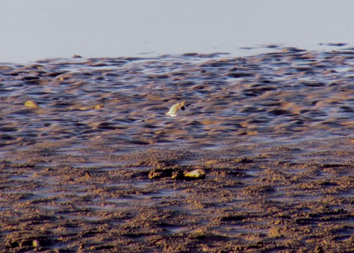 Snowy Plover - ML619150003