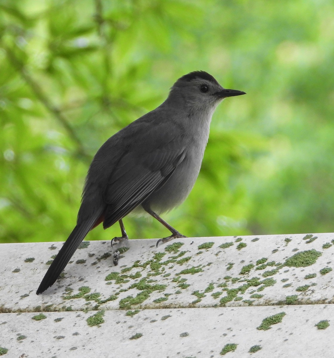 Pájaro Gato Gris - ML619150028