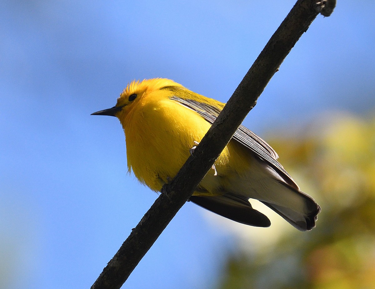 Prothonotary Warbler - Margaret Hough