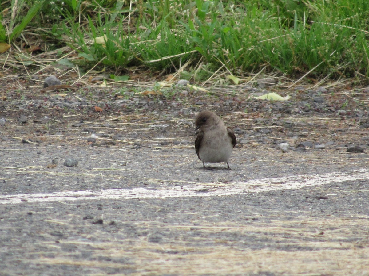 Northern Rough-winged Swallow - John Coyle