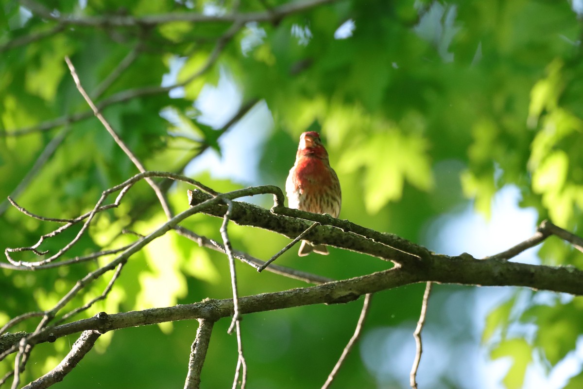 House Finch - William Going