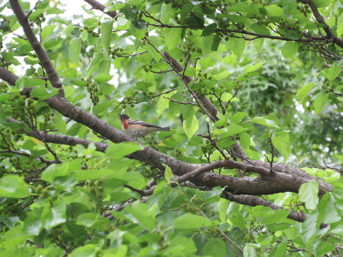 Bay-breasted Warbler - ML619150097
