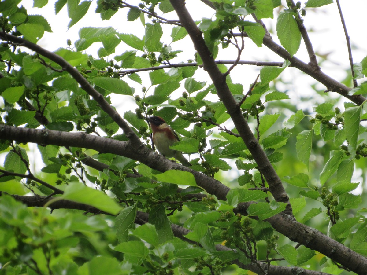 Bay-breasted Warbler - ML619150098