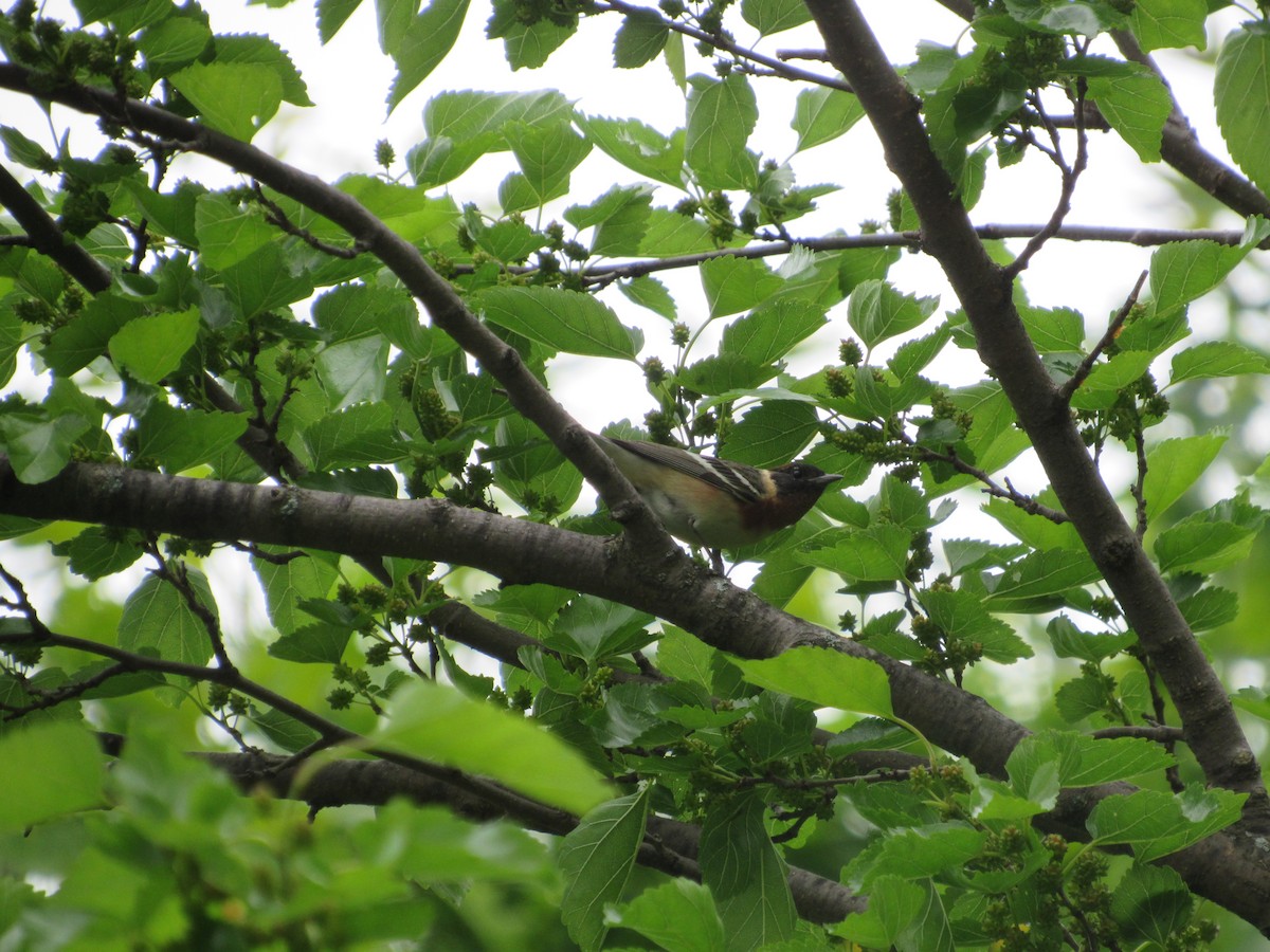 Bay-breasted Warbler - John Coyle