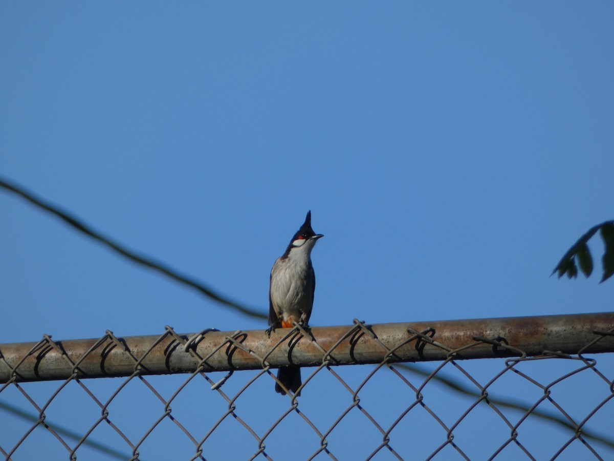 Red-whiskered Bulbul - Kevin Hayes