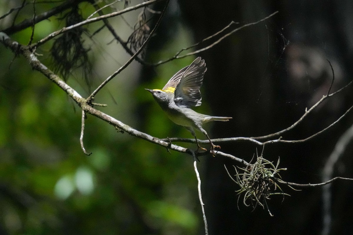 Golden-winged Warbler - Lucy Spade