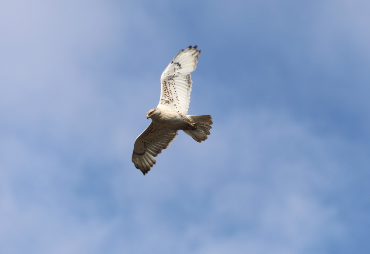 Ferruginous Hawk - "Chia" Cory Chiappone ⚡️