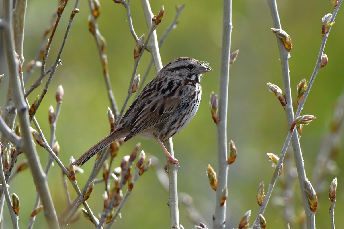 Song Sparrow - Ausilia Piperni