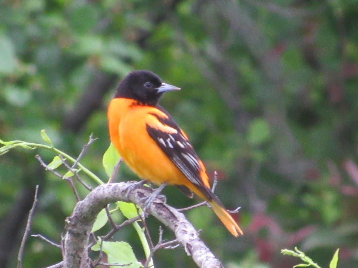 Baltimore Oriole - John Coyle