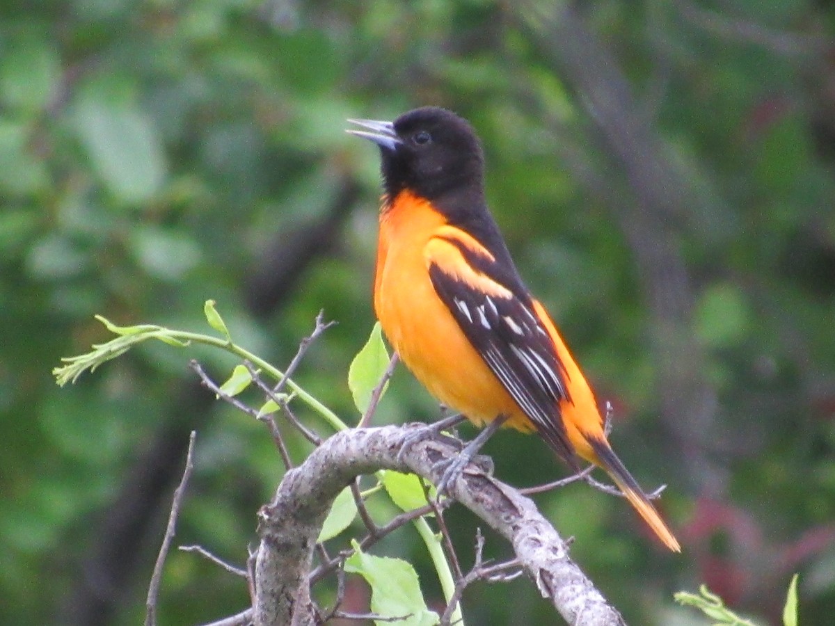 Baltimore Oriole - John Coyle