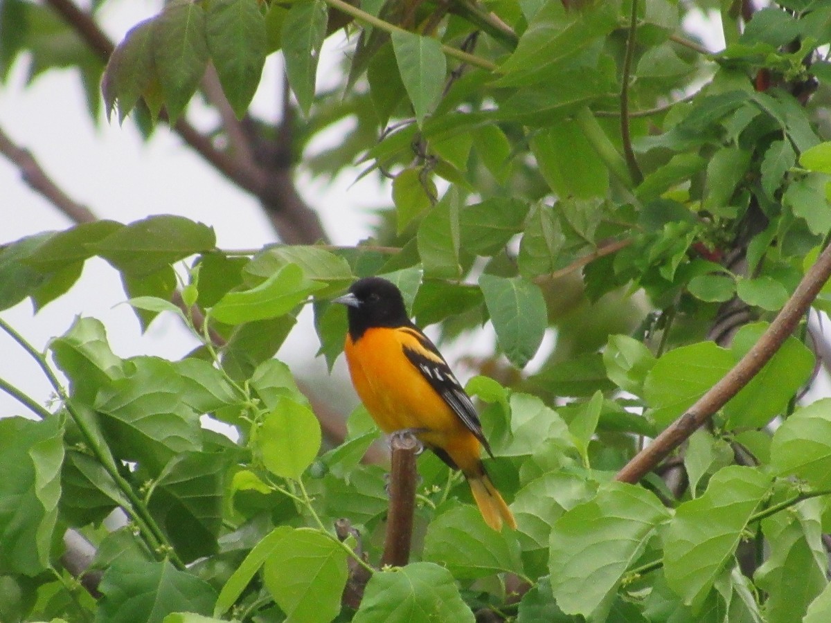 Baltimore Oriole - John Coyle