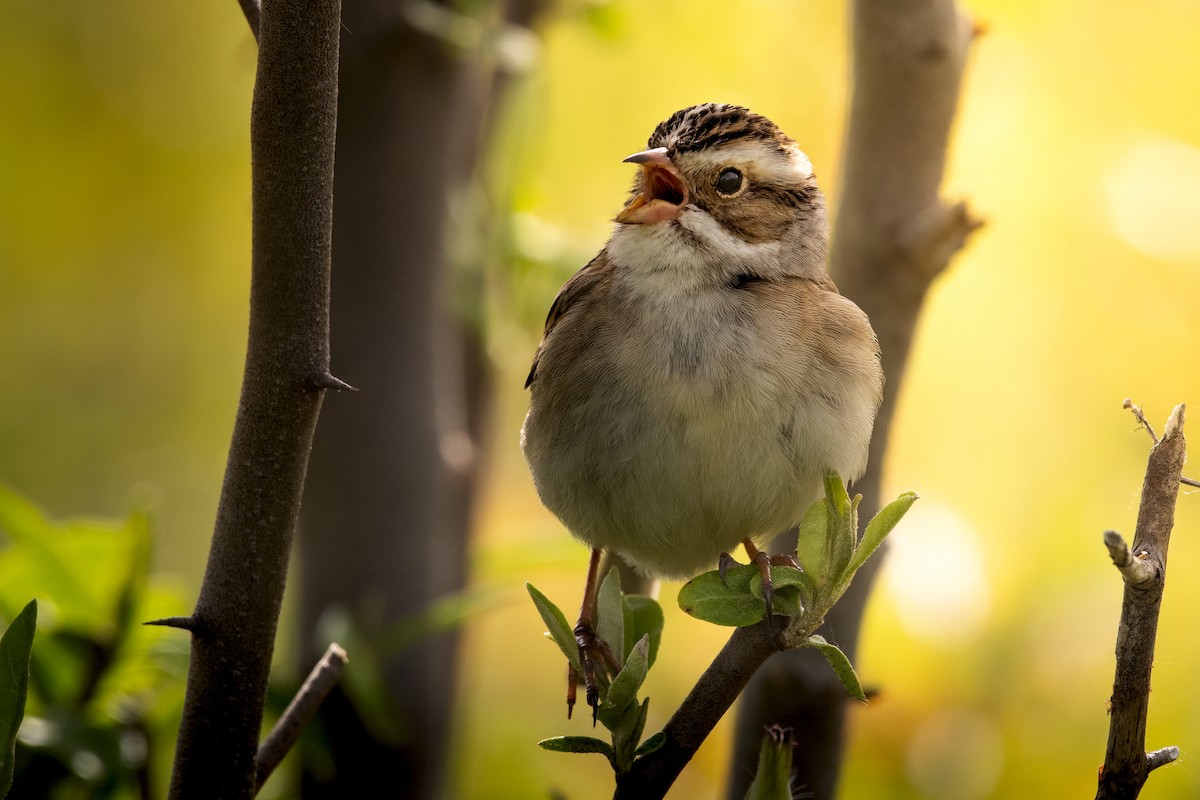 Clay-colored Sparrow - Beau Cotter