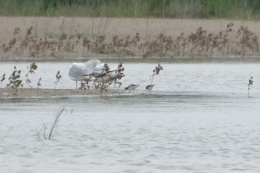 Phalarope à bec étroit - ML619150129