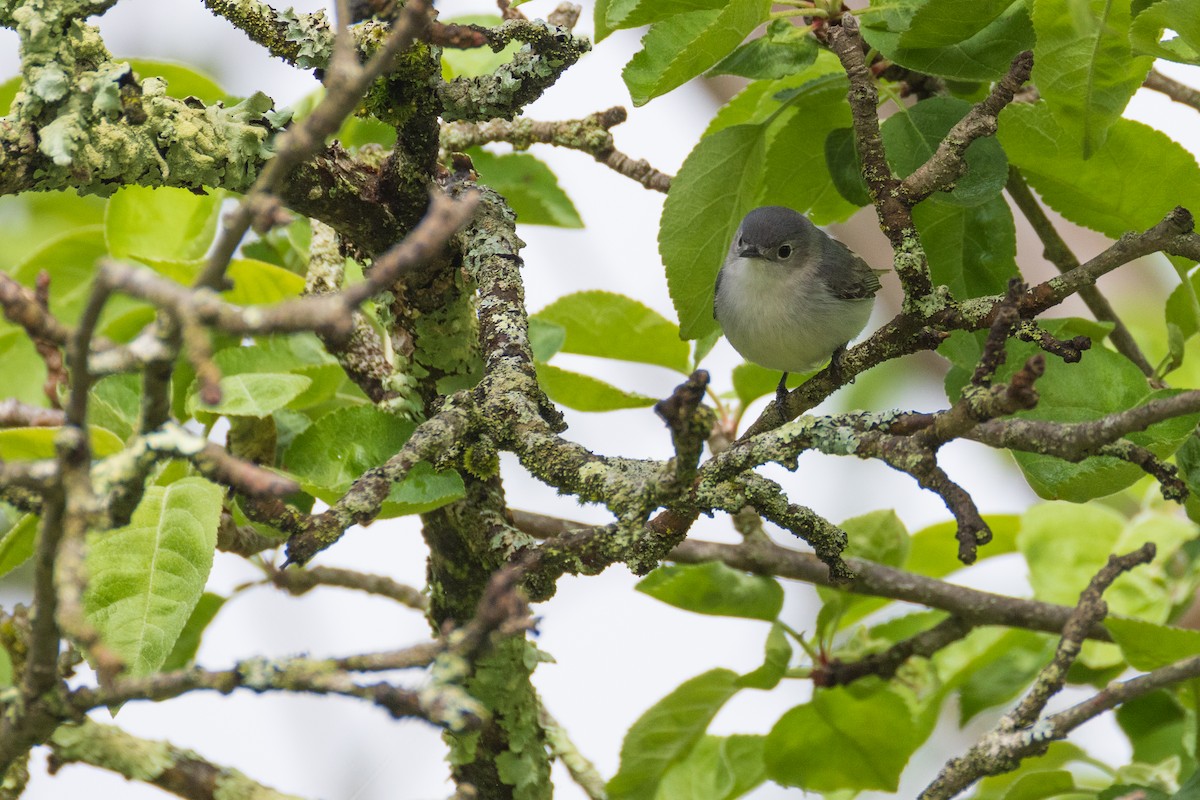 Blue-gray Gnatcatcher - ML619150149