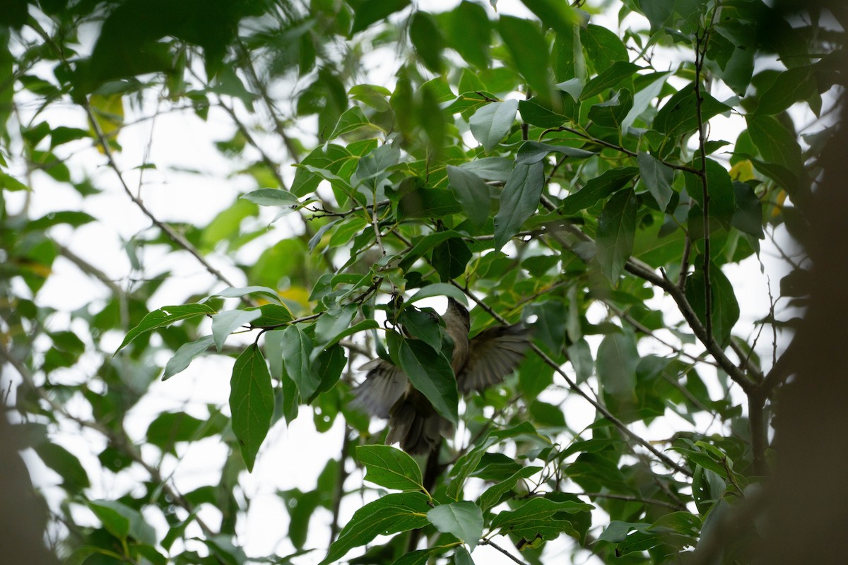 Olive-winged Bulbul - Minjun Kim