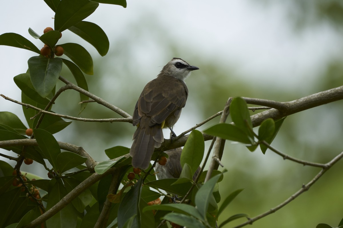 Yellow-vented Bulbul - Minjun Kim