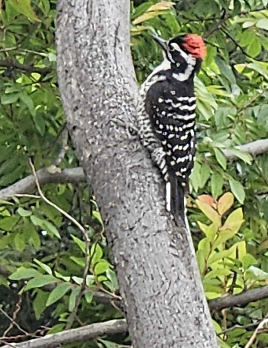 Nuttall's Woodpecker - ML619150205