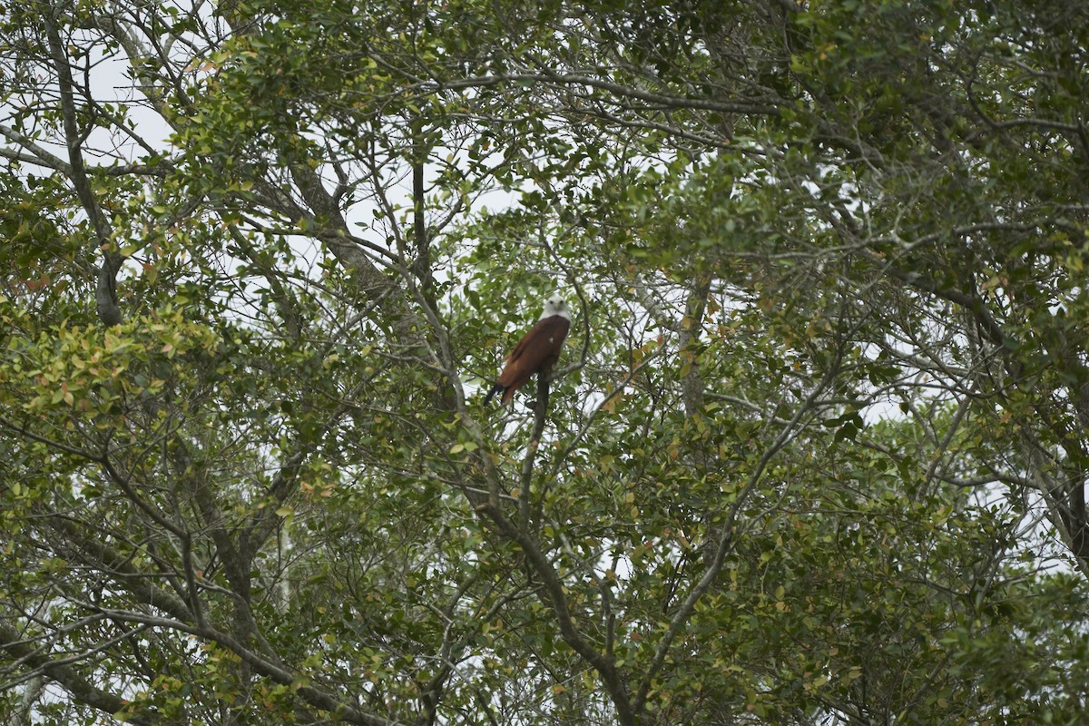 Brahminy Kite - ML619150217