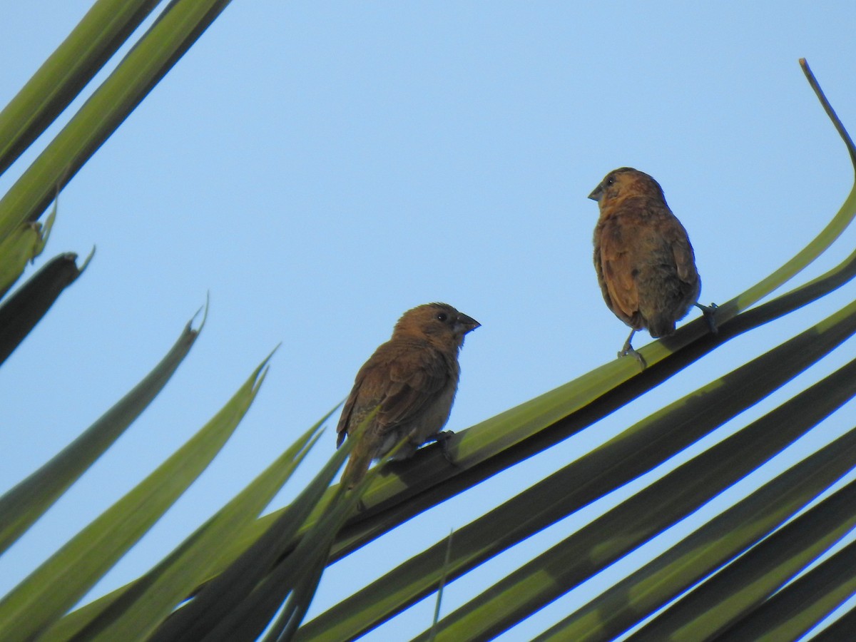 Scaly-breasted Munia - Monica Mesch