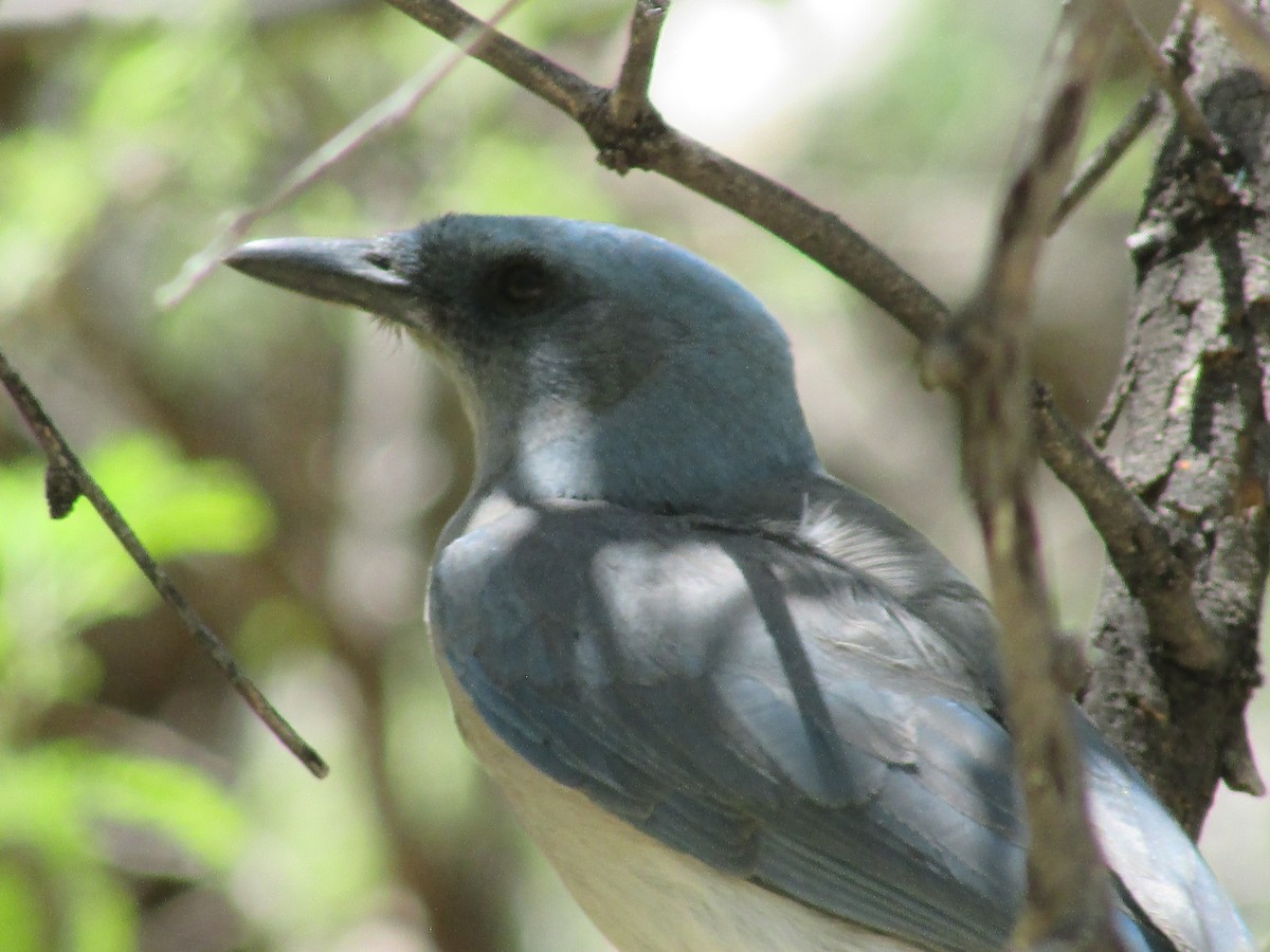 Mexican Jay - Felice  Lyons