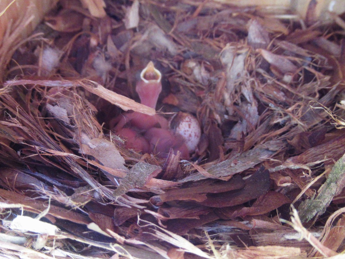 Brown-headed Nuthatch - LynnErla Beegle