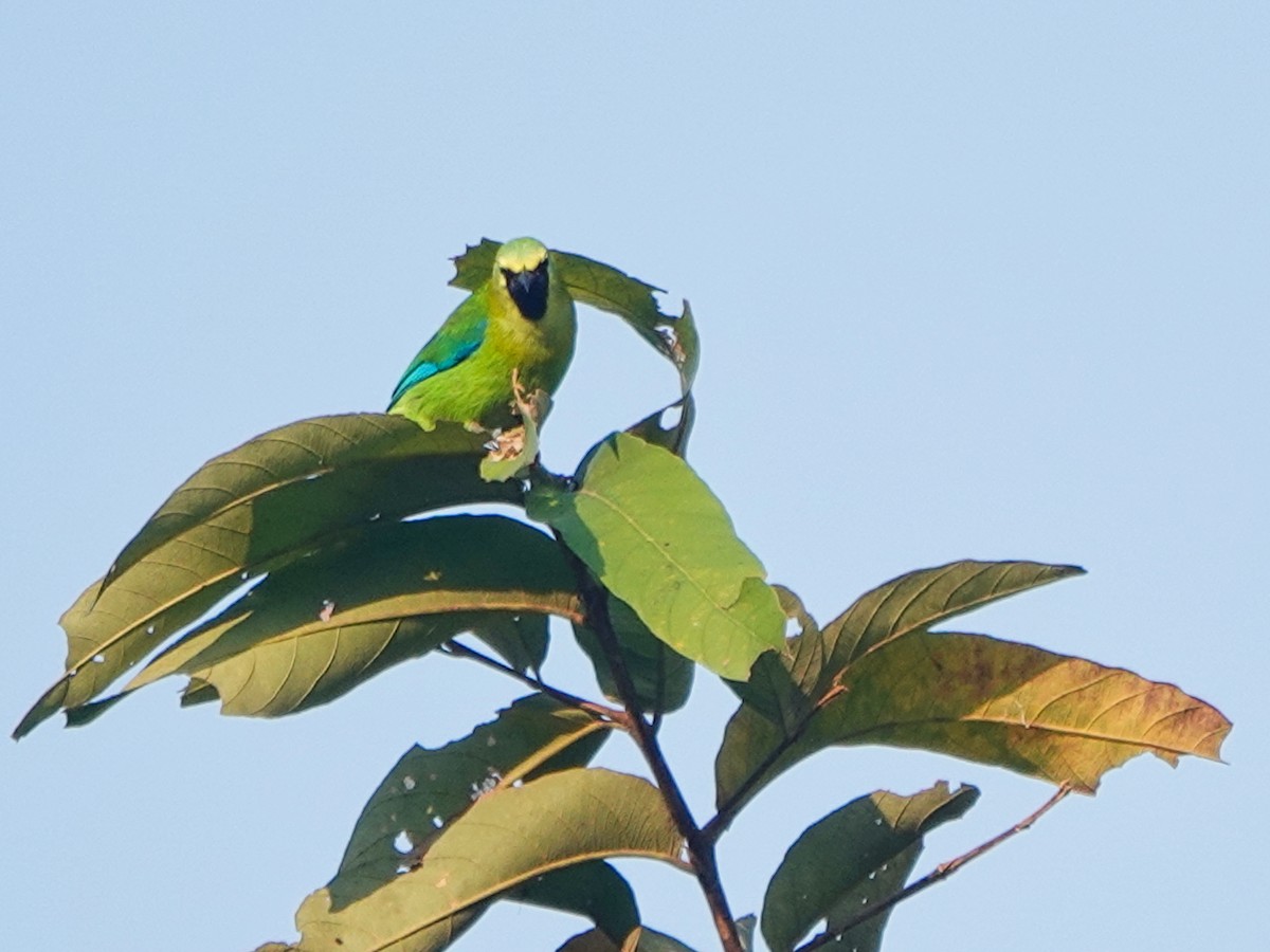 Blue-winged Leafbird - Brian Daniels
