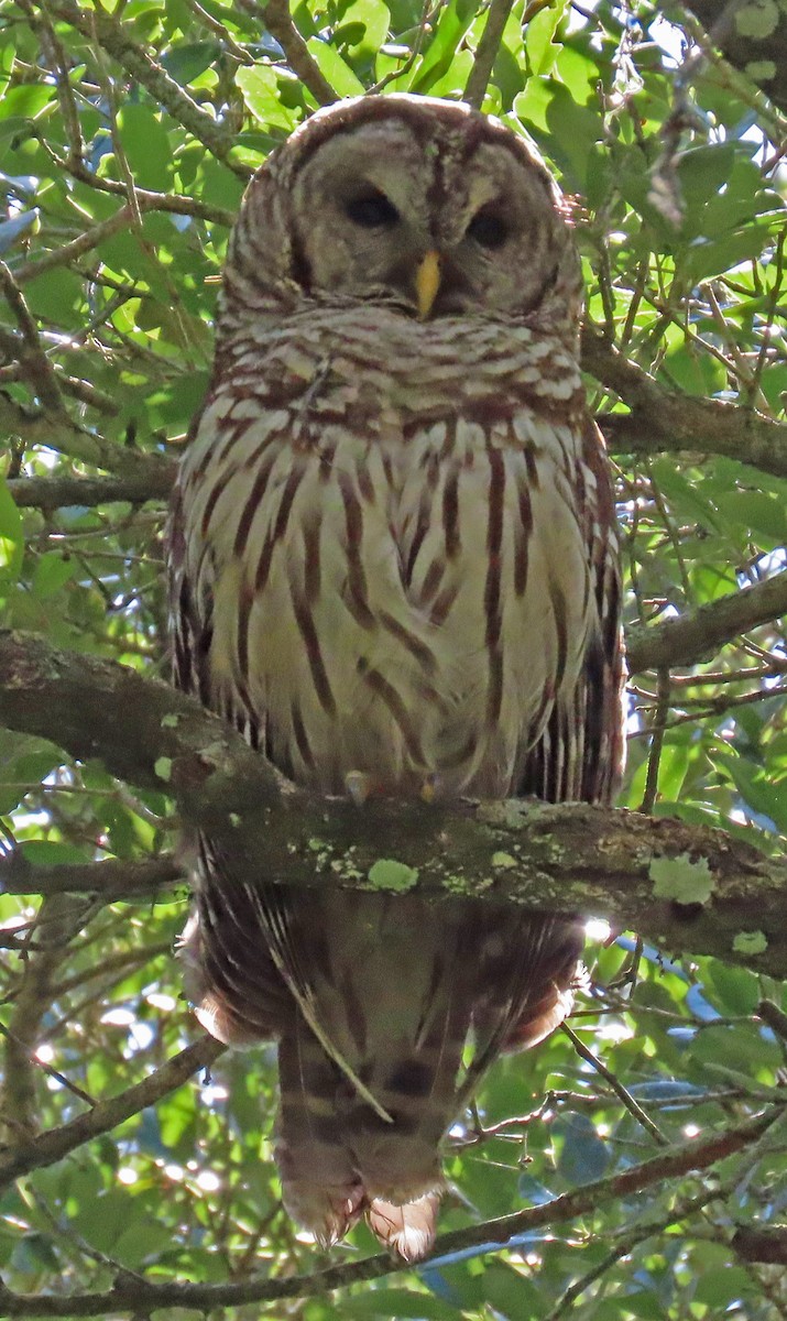 Barred Owl - ML619150300