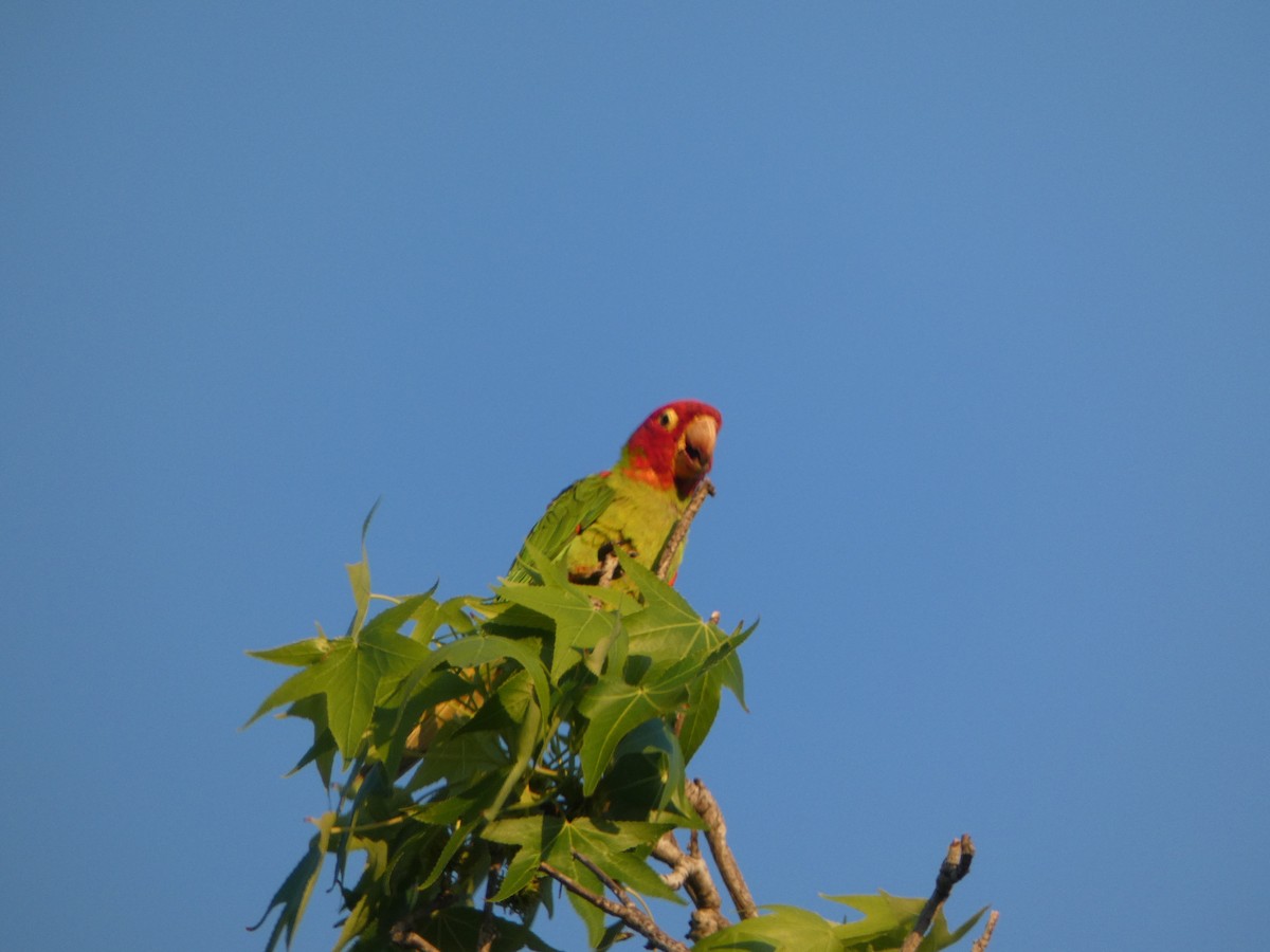 Red-masked Parakeet - Kevin Hayes