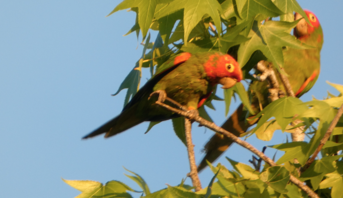 Red-masked Parakeet - Kevin Hayes
