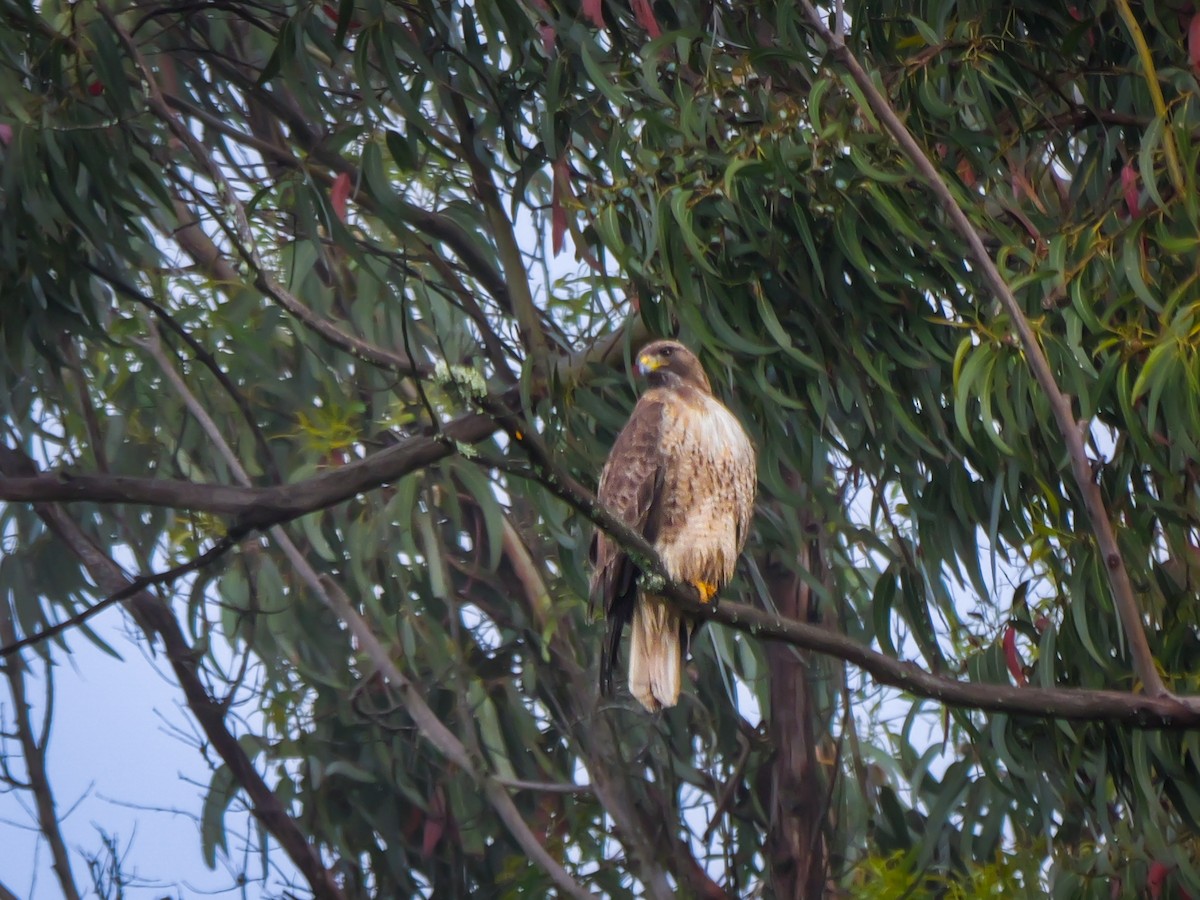 Red-tailed Hawk - ML619150346