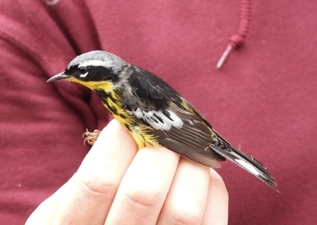 Magnolia Warbler - ML619150359