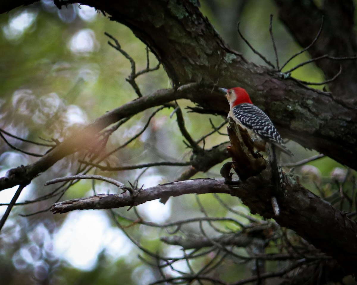 Red-bellied Woodpecker - ML619150361