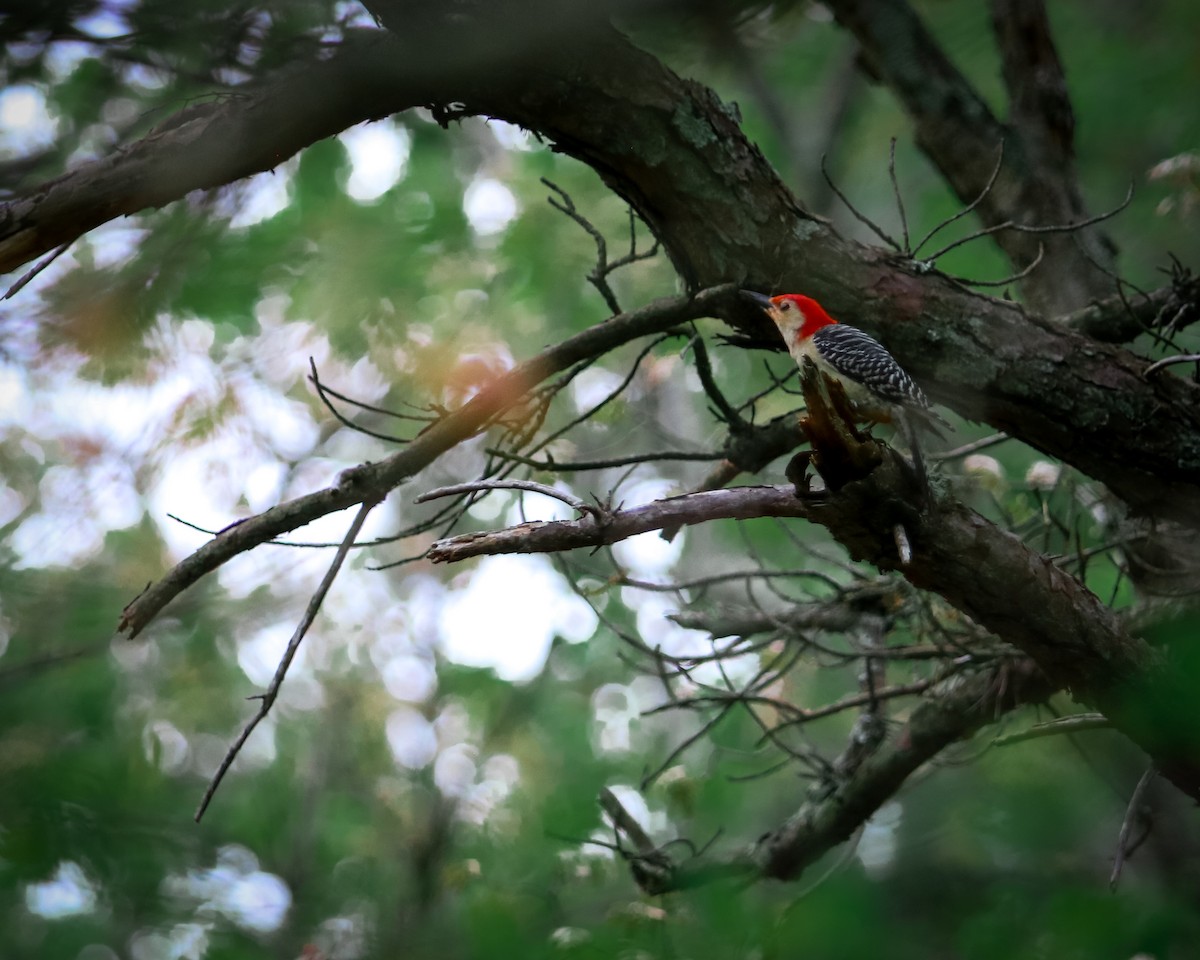 Red-bellied Woodpecker - Tom Fesolowich
