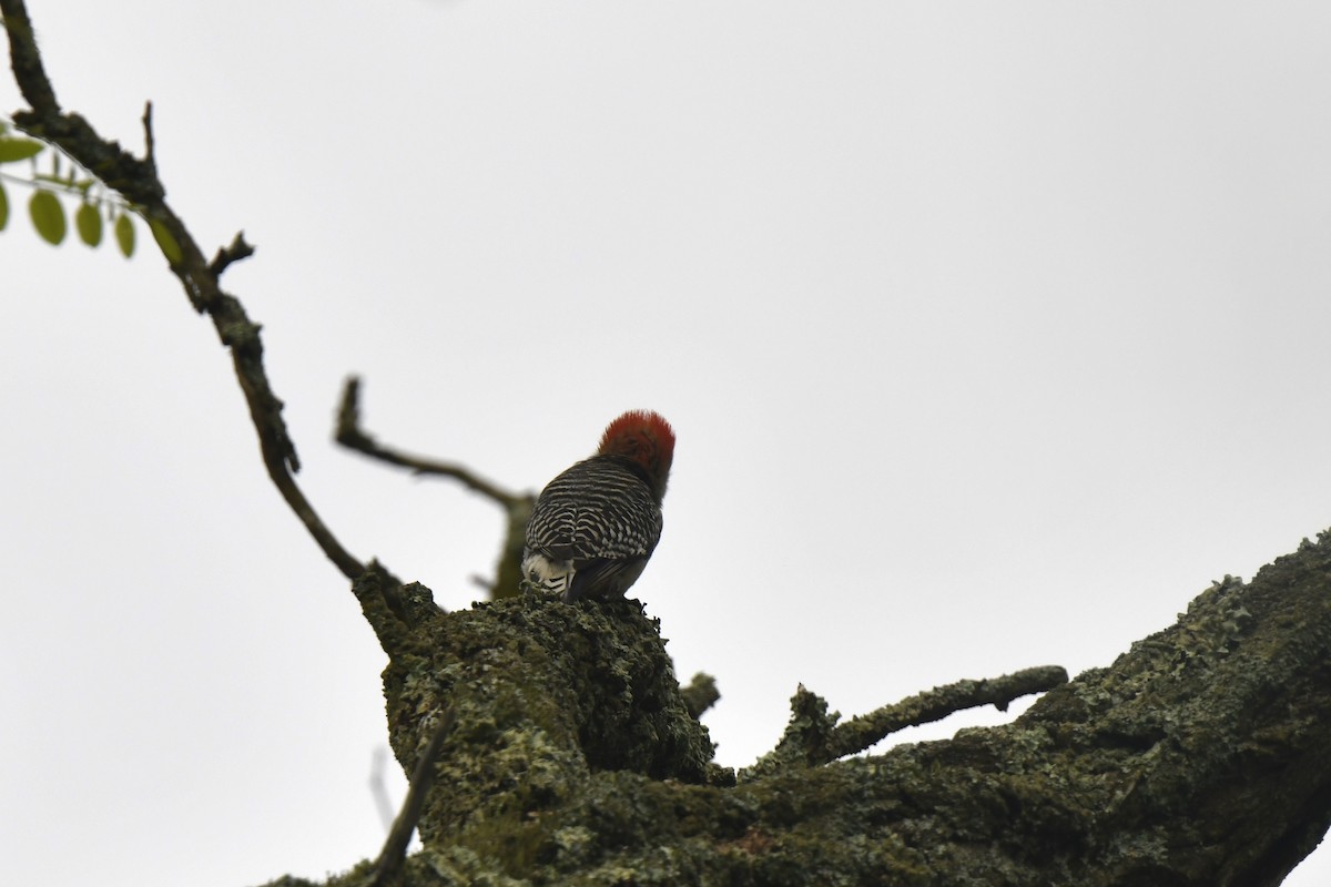 Red-bellied Woodpecker - Kazumi Ohira