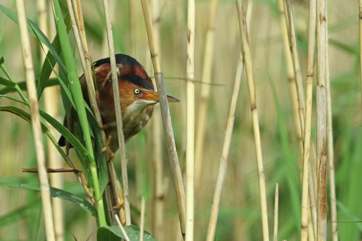 Least Bittern - ML619150364