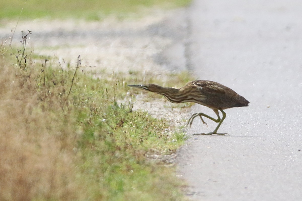 American Bittern - Stu Elsom