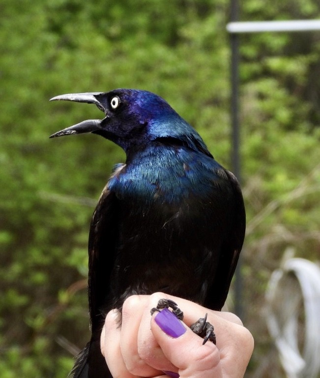 Common Grackle - dominic chartier🦤