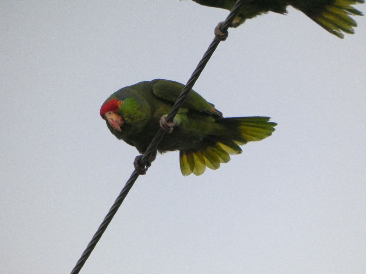 Red-crowned Parrot - Kevin Hayes