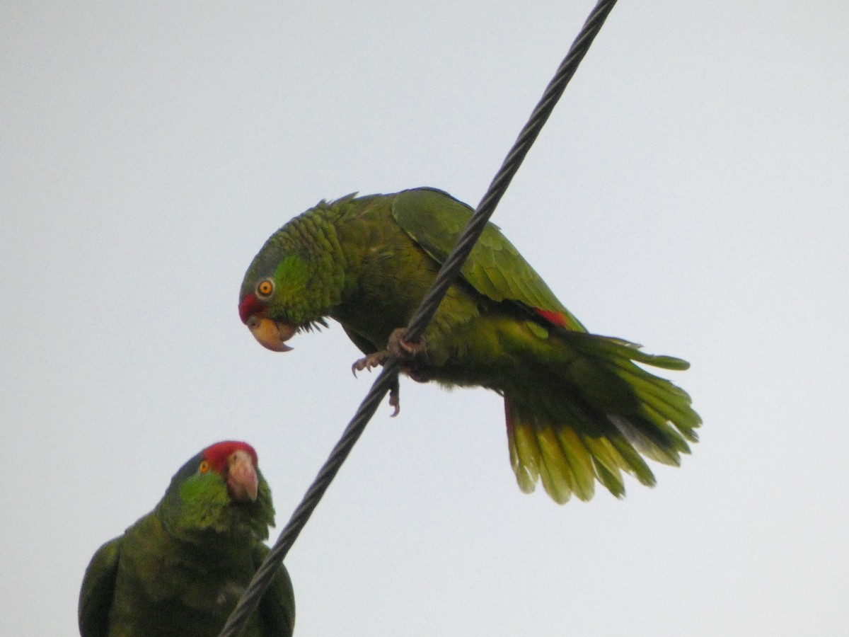 Red-crowned Parrot - Kevin Hayes