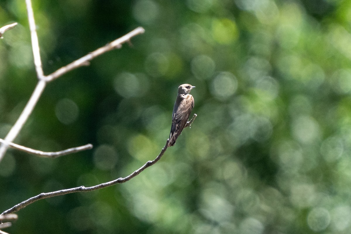 Northern Rough-winged Swallow - Michael Sullivan